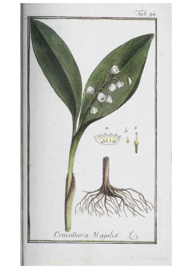 Reproducción/Reproduction 47179028701: Icones plantarum medicinalium.. Nürnberg :auf Kosten der Raspischen Buchhandlung,1779-1790. 