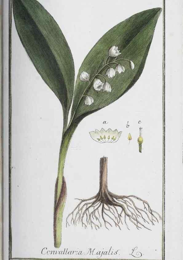 Reproducción/Reproduction 47179028701: Icones plantarum medicinalium.. Nürnberg :auf Kosten der Raspischen Buchhandlung,1779-1790. 