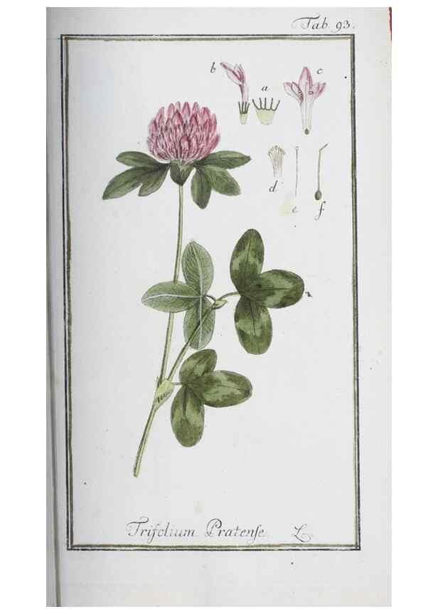 Reproducción/Reproduction 40214190403: Icones plantarum medicinalium.. Nürnberg :auf Kosten der Raspischen Buchhandlung,1779-1790. 