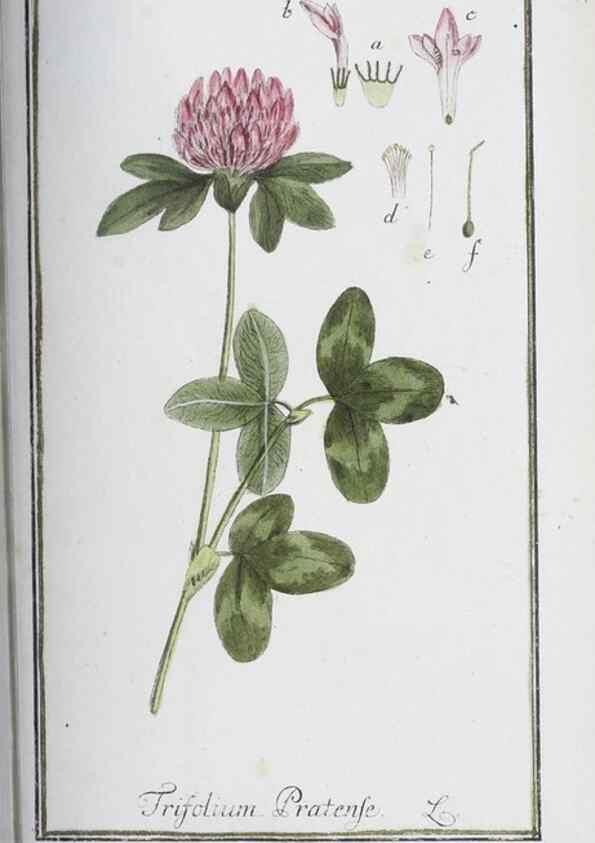 Reproducción/Reproduction 40214190403: Icones plantarum medicinalium.. Nürnberg :auf Kosten der Raspischen Buchhandlung,1779-1790. 