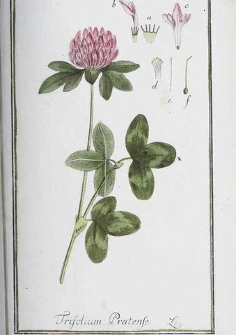 Reproducción/Reproduction 40214190403: Icones plantarum medicinalium.. Nürnberg :auf Kosten der Raspischen Buchhandlung,1779-1790. 