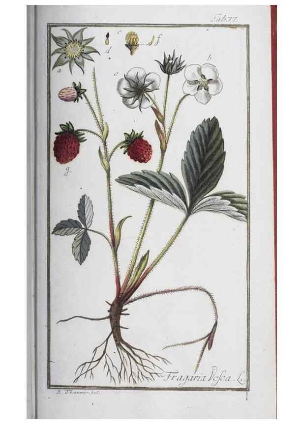 Reproducción/Reproduction 47127170372: Icones plantarum medicinalium.. Nürnberg :auf Kosten der Raspischen Buchhandlung,1779-1790. 