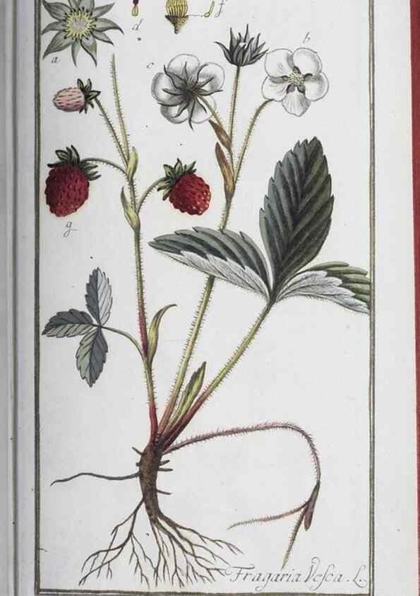 Reproducción/Reproduction 47127170372: Icones plantarum medicinalium.. Nürnberg :auf Kosten der Raspischen Buchhandlung,1779-1790. 