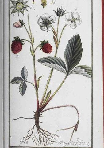 Reproducción/Reproduction 47127170372: Icones plantarum medicinalium.. Nürnberg :auf Kosten der Raspischen Buchhandlung,1779-1790. 