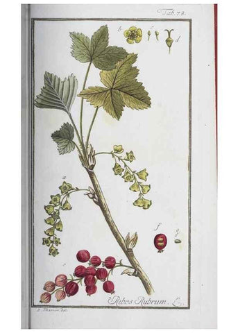Reproducción/Reproduction 47127171492: Icones plantarum medicinalium.. Nürnberg :auf Kosten der Raspischen Buchhandlung,1779-1790. 