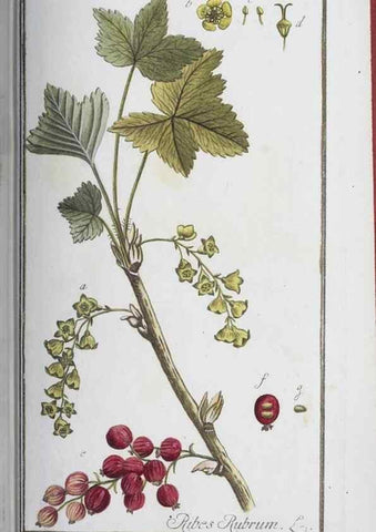 Reproducción/Reproduction 47127171492: Icones plantarum medicinalium.. Nürnberg :auf Kosten der Raspischen Buchhandlung,1779-1790. 