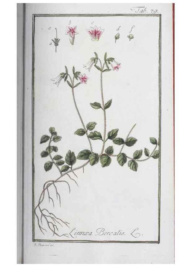 Reproducción/Reproduction 47179013491: Icones plantarum medicinalium.. Nürnberg :auf Kosten der Raspischen Buchhandlung,1779-1790. 