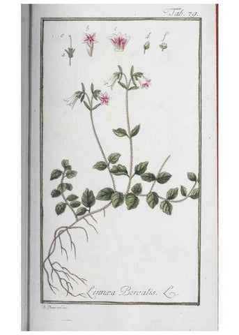 Reproducción/Reproduction 47179013491: Icones plantarum medicinalium.. Nürnberg :auf Kosten der Raspischen Buchhandlung,1779-1790. 