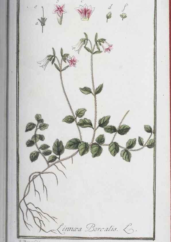 Reproducción/Reproduction 47179013491: Icones plantarum medicinalium.. Nürnberg :auf Kosten der Raspischen Buchhandlung,1779-1790. 