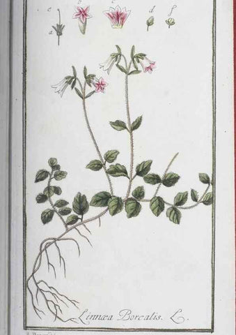 Reproducción/Reproduction 47179013491: Icones plantarum medicinalium.. Nürnberg :auf Kosten der Raspischen Buchhandlung,1779-1790. 