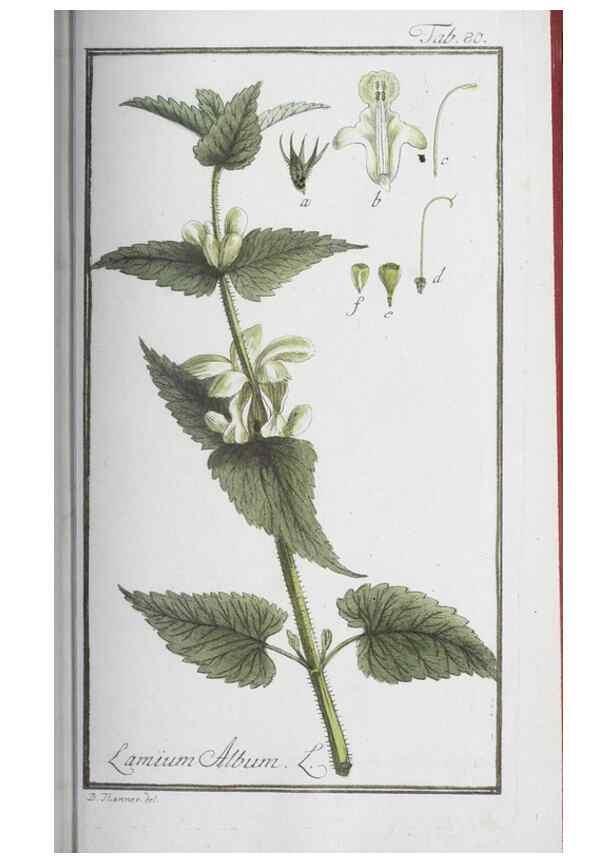 Reproducción/Reproduction 32237278587: Icones plantarum medicinalium.. Nürnberg :auf Kosten der Raspischen Buchhandlung,1779-1790. 