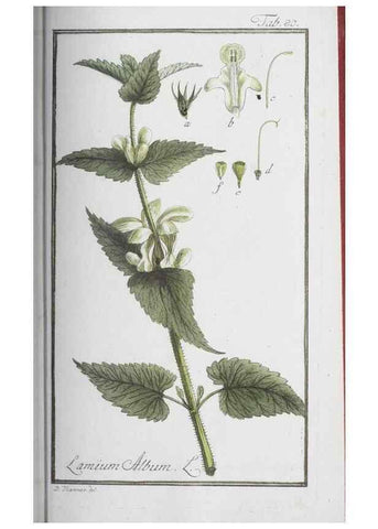 Reproducción/Reproduction 32237278587: Icones plantarum medicinalium.. Nürnberg :auf Kosten der Raspischen Buchhandlung,1779-1790. 