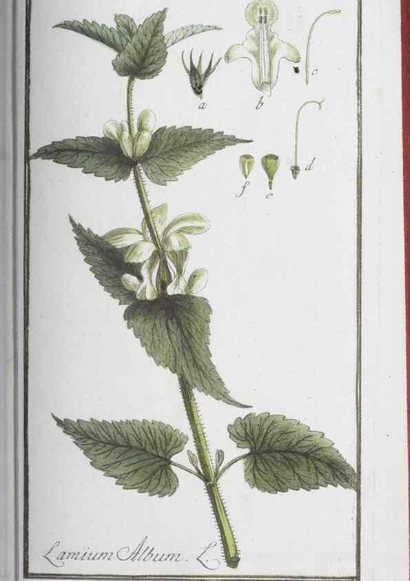 Reproducción/Reproduction 32237278587: Icones plantarum medicinalium.. Nürnberg :auf Kosten der Raspischen Buchhandlung,1779-1790. 