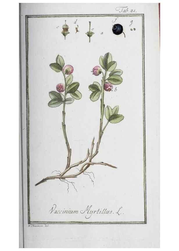 Reproducción/Reproduction 47179015401: Icones plantarum medicinalium.. Nürnberg :auf Kosten der Raspischen Buchhandlung,1779-1790. 