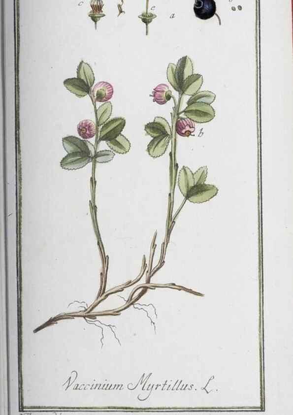 Reproducción/Reproduction 47179015401: Icones plantarum medicinalium.. Nürnberg :auf Kosten der Raspischen Buchhandlung,1779-1790. 