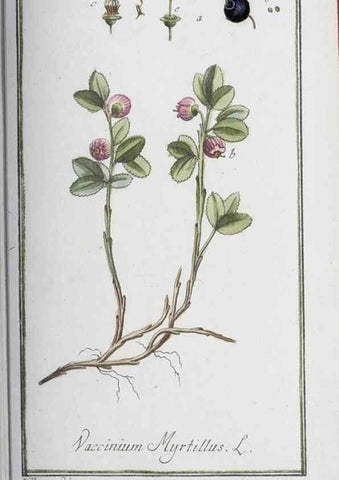 Reproducción/Reproduction 47179015401: Icones plantarum medicinalium.. Nürnberg :auf Kosten der Raspischen Buchhandlung,1779-1790. 