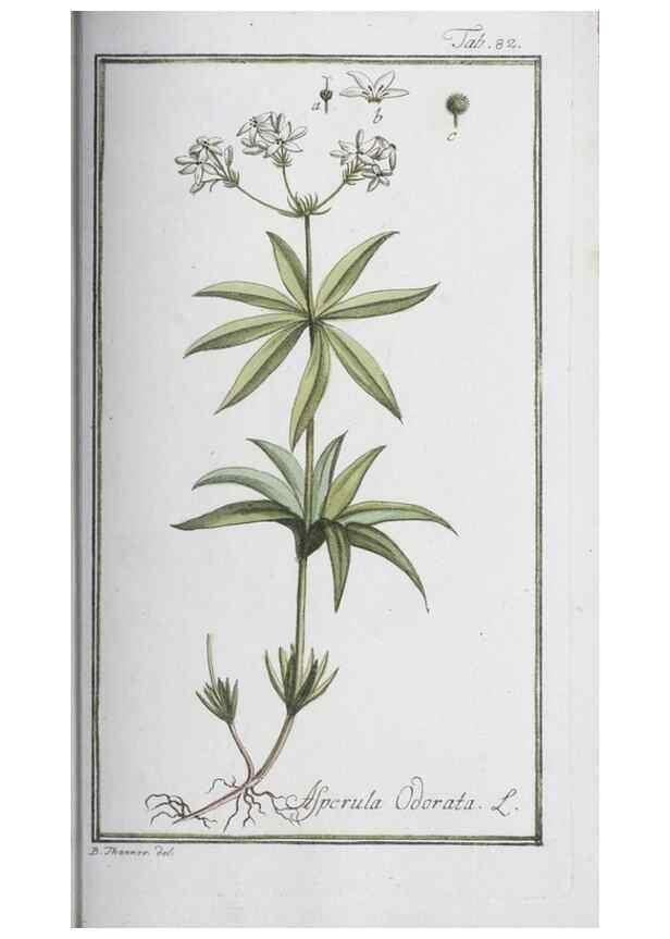 Reproducción/Reproduction 32237280717: Icones plantarum medicinalium.. Nürnberg :auf Kosten der Raspischen Buchhandlung,1779-1790. 