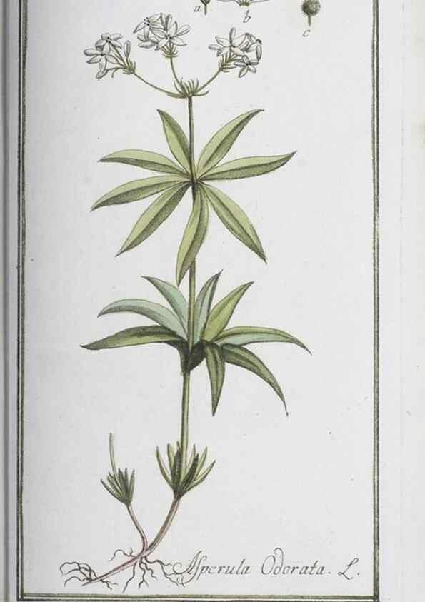 Reproducción/Reproduction 32237280717: Icones plantarum medicinalium.. Nürnberg :auf Kosten der Raspischen Buchhandlung,1779-1790. 