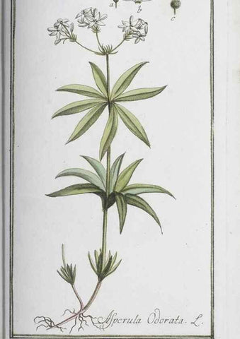 Reproducción/Reproduction 32237280717: Icones plantarum medicinalium.. Nürnberg :auf Kosten der Raspischen Buchhandlung,1779-1790. 