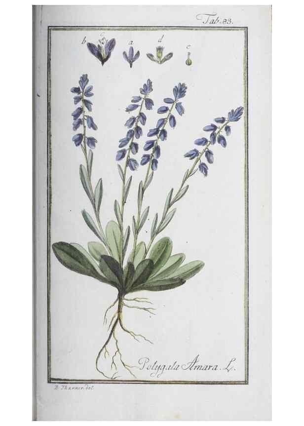 Reproducción/Reproduction 32237281527: Icones plantarum medicinalium.. Nürnberg :auf Kosten der Raspischen Buchhandlung,1779-1790. 