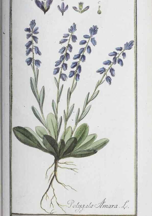 Reproducción/Reproduction 32237281527: Icones plantarum medicinalium.. Nürnberg :auf Kosten der Raspischen Buchhandlung,1779-1790. 
