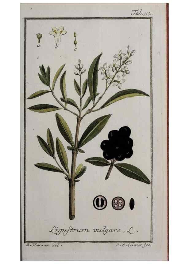Reproducción/Reproduction 40214320343: Icones plantarum medicinalium.. Nürnberg :auf Kosten der Raspischen Buchhandlung,1779-1790. 