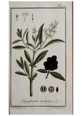 Reproducción/Reproduction 40214320343: Icones plantarum medicinalium.. Nürnberg :auf Kosten der Raspischen Buchhandlung,1779-1790. 