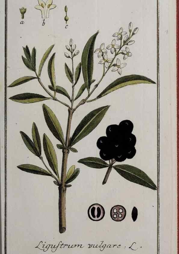 Reproducción/Reproduction 40214320343: Icones plantarum medicinalium.. Nürnberg :auf Kosten der Raspischen Buchhandlung,1779-1790. 