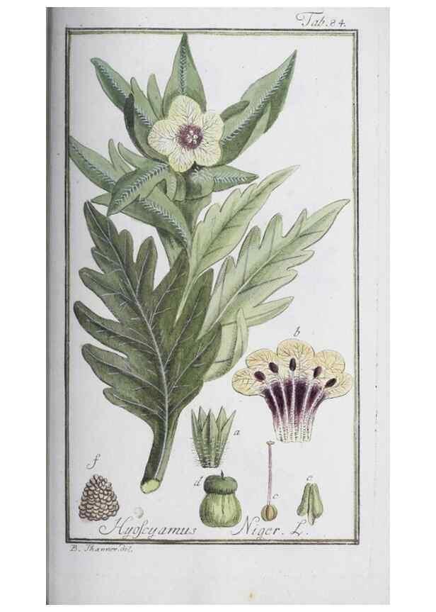 Reproducción/Reproduction 47179018131: Icones plantarum medicinalium.. Nürnberg :auf Kosten der Raspischen Buchhandlung,1779-1790. 