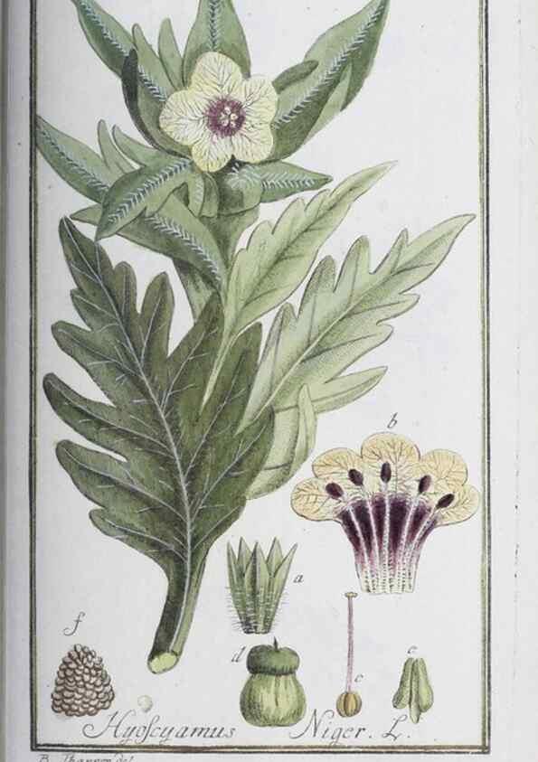 Reproducción/Reproduction 47179018131: Icones plantarum medicinalium.. Nürnberg :auf Kosten der Raspischen Buchhandlung,1779-1790. 