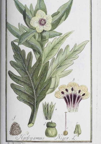 Reproducción/Reproduction 47179018131: Icones plantarum medicinalium.. Nürnberg :auf Kosten der Raspischen Buchhandlung,1779-1790. 