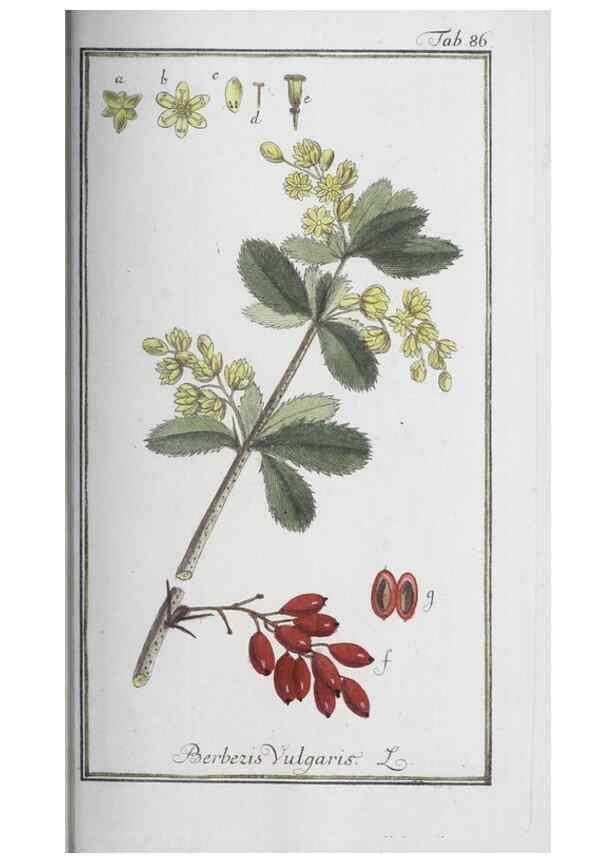 Reproducción/Reproduction 47127179232: Icones plantarum medicinalium.. Nürnberg :auf Kosten der Raspischen Buchhandlung,1779-1790. 
