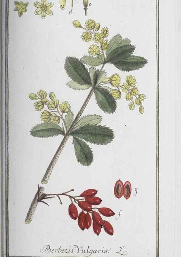 Reproducción/Reproduction 47127179232: Icones plantarum medicinalium.. Nürnberg :auf Kosten der Raspischen Buchhandlung,1779-1790. 
