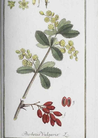 Reproducción/Reproduction 47127179232: Icones plantarum medicinalium.. Nürnberg :auf Kosten der Raspischen Buchhandlung,1779-1790. 