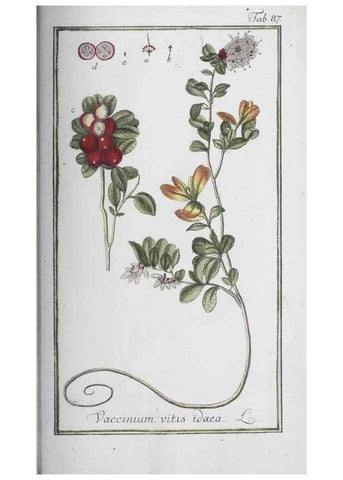 Reproducción/Reproduction 47127180522: Icones plantarum medicinalium.. Nürnberg :auf Kosten der Raspischen Buchhandlung,1779-1790. 