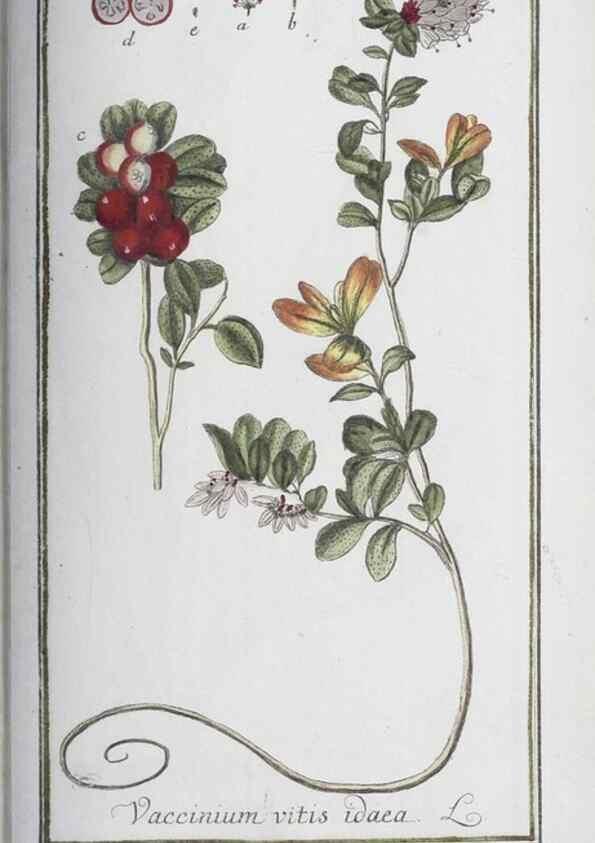 Reproducción/Reproduction 47127180522: Icones plantarum medicinalium.. Nürnberg :auf Kosten der Raspischen Buchhandlung,1779-1790. 