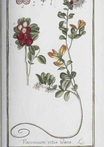 Reproducción/Reproduction 47127180522: Icones plantarum medicinalium.. Nürnberg :auf Kosten der Raspischen Buchhandlung,1779-1790. 