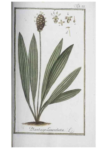 Reproducción/Reproduction 40214186253: Icones plantarum medicinalium.. Nürnberg :auf Kosten der Raspischen Buchhandlung,1779-1790. 