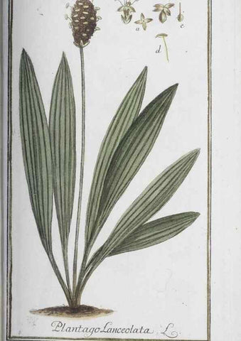Reproducción/Reproduction 40214186253: Icones plantarum medicinalium.. Nürnberg :auf Kosten der Raspischen Buchhandlung,1779-1790. 