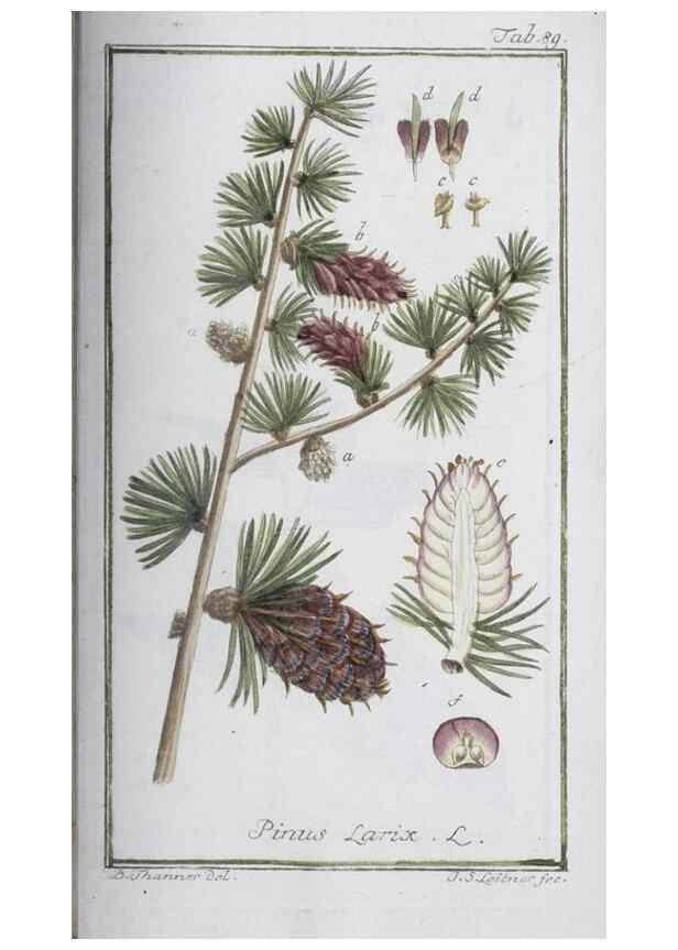 Reproducción/Reproduction 33303742688: Icones plantarum medicinalium.. Nürnberg :auf Kosten der Raspischen Buchhandlung,1779-1790. 