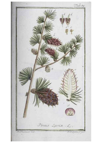 Reproducción/Reproduction 33303742688: Icones plantarum medicinalium.. Nürnberg :auf Kosten der Raspischen Buchhandlung,1779-1790. 
