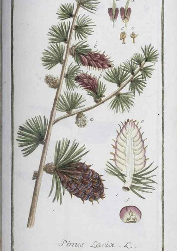 Reproducción/Reproduction 33303742688: Icones plantarum medicinalium.. Nürnberg :auf Kosten der Raspischen Buchhandlung,1779-1790. 