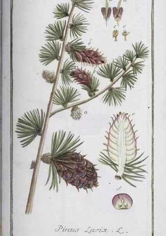 Reproducción/Reproduction 33303742688: Icones plantarum medicinalium.. Nürnberg :auf Kosten der Raspischen Buchhandlung,1779-1790. 