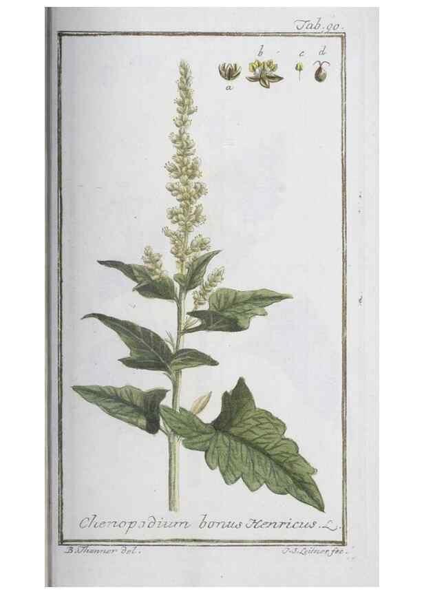 Reproducción/Reproduction 33303743628: Icones plantarum medicinalium.. Nürnberg :auf Kosten der Raspischen Buchhandlung,1779-1790. 