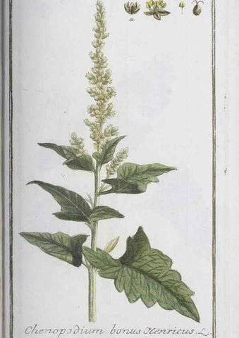 Reproducción/Reproduction 33303743628: Icones plantarum medicinalium.. Nürnberg :auf Kosten der Raspischen Buchhandlung,1779-1790. 