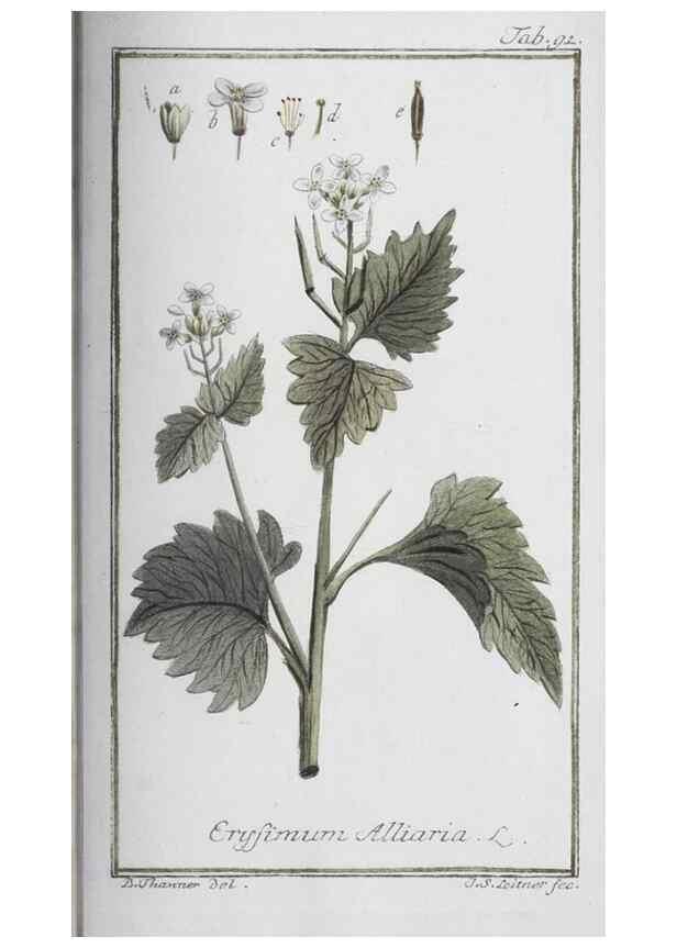 Reproducción/Reproduction 32237286717: Icones plantarum medicinalium.. Nürnberg :auf Kosten der Raspischen Buchhandlung,1779-1790. 