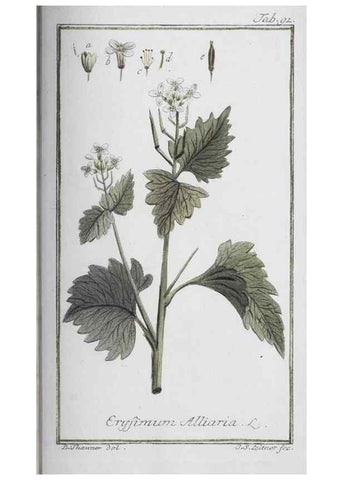 Reproducción/Reproduction 32237286717: Icones plantarum medicinalium.. Nürnberg :auf Kosten der Raspischen Buchhandlung,1779-1790. 