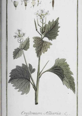 Reproducción/Reproduction 32237286717: Icones plantarum medicinalium.. Nürnberg :auf Kosten der Raspischen Buchhandlung,1779-1790. 