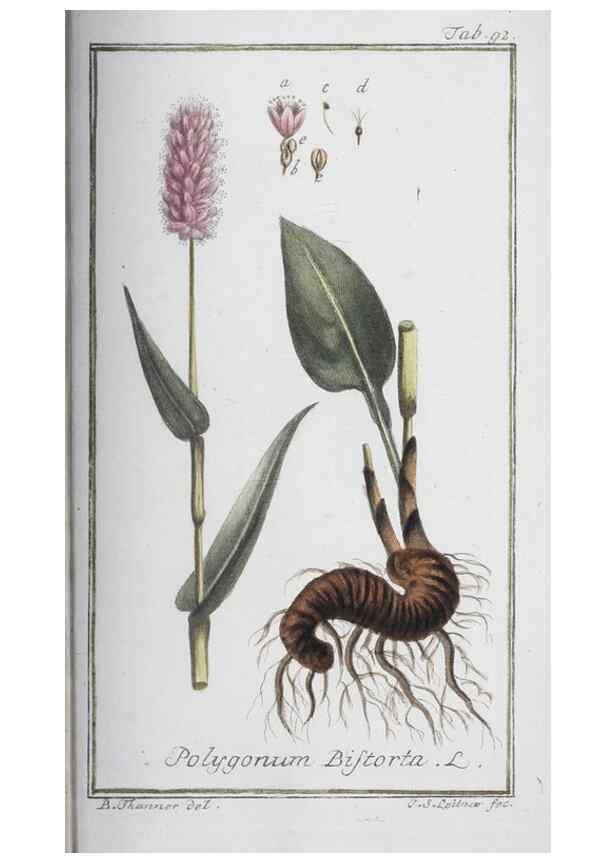 Reproducción/Reproduction 47127186302: Icones plantarum medicinalium.. Nürnberg :auf Kosten der Raspischen Buchhandlung,1779-1790. 
