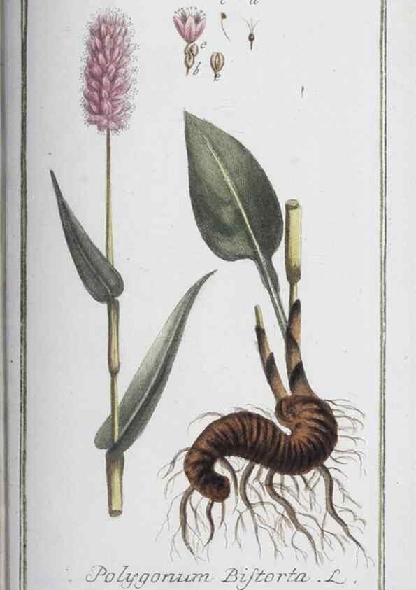Reproducción/Reproduction 47127186302: Icones plantarum medicinalium.. Nürnberg :auf Kosten der Raspischen Buchhandlung,1779-1790. 
